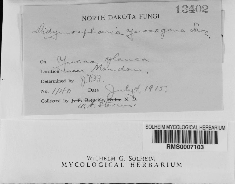 Didymosphaeria yuccogena image