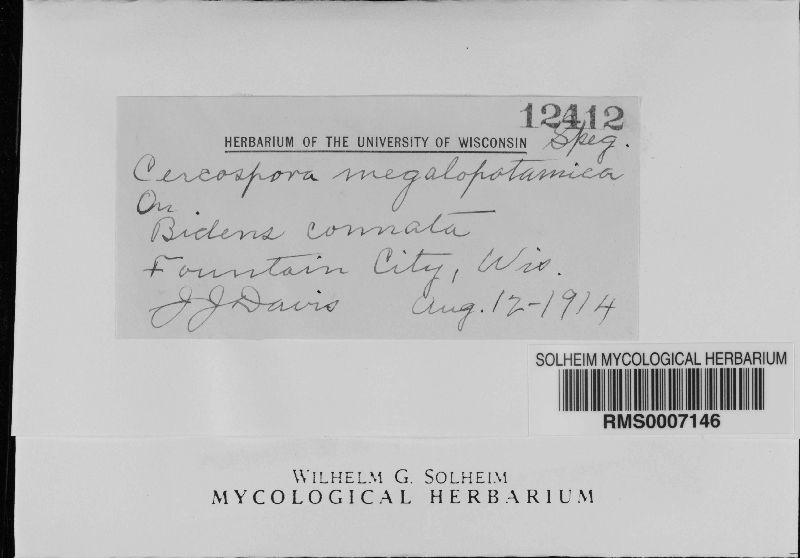 Cercospora megalopotamica image