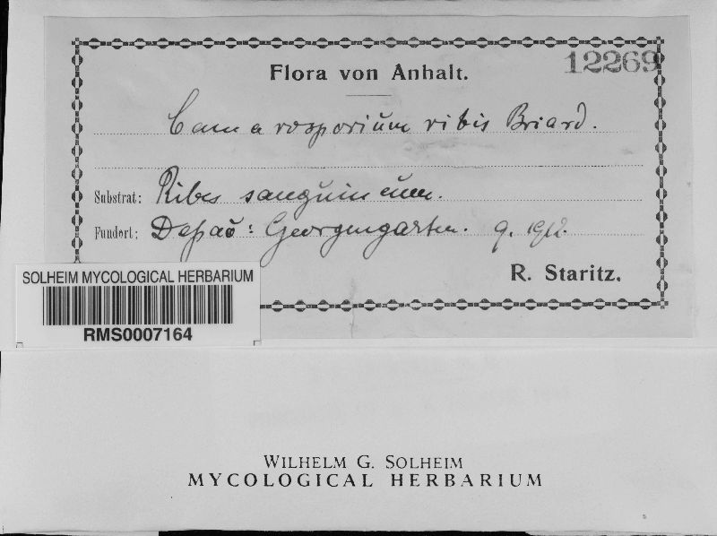 Camarosporium ribis image