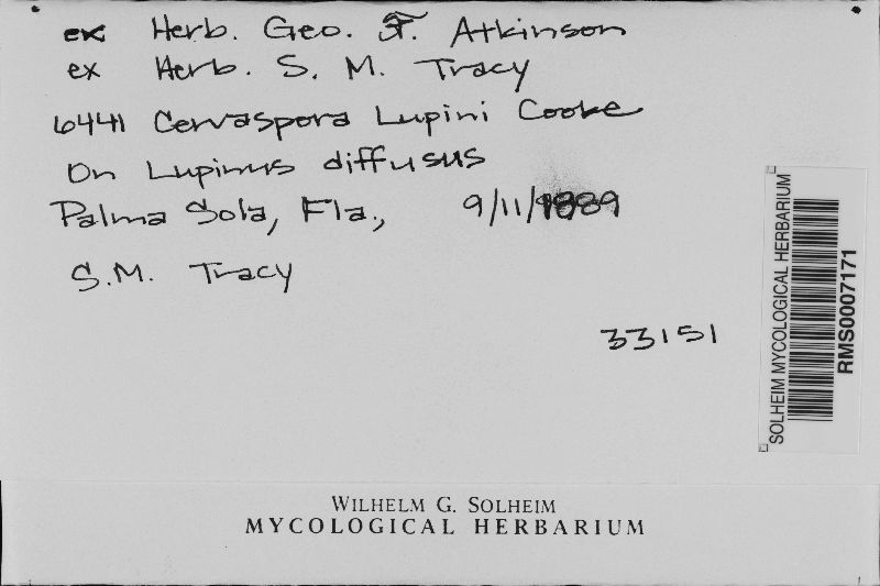 Pseudocercospora lupini image