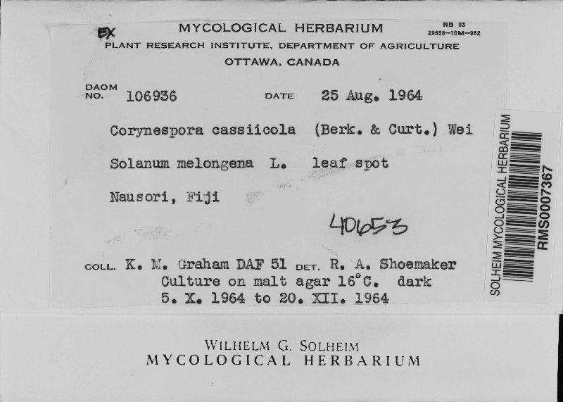 Corynespora cassiicola image