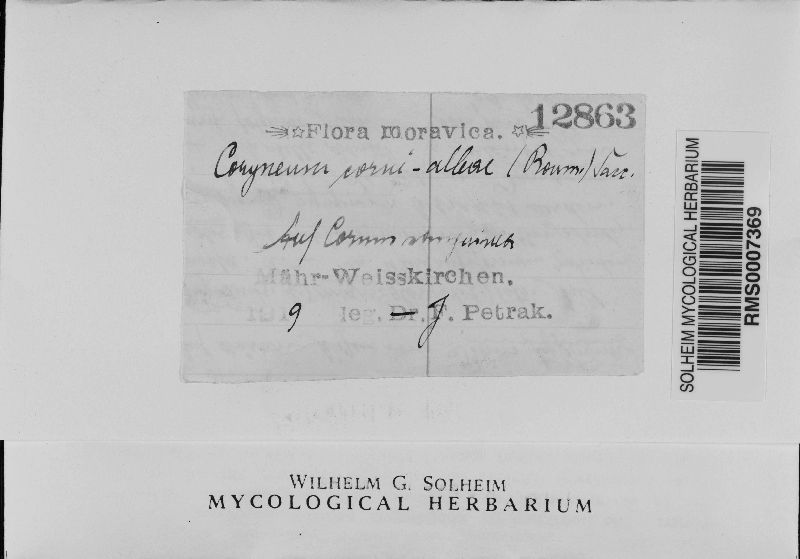 Coryneopsis corni-albae image