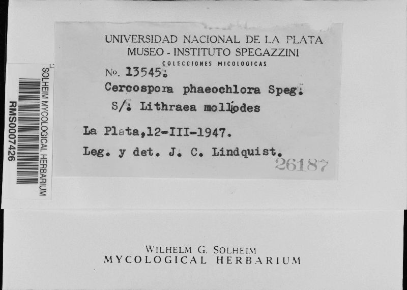 Cercospora phaeochlora image