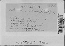 Dothidella ulmi image