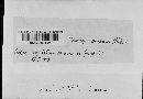 Claviceps purpurea image