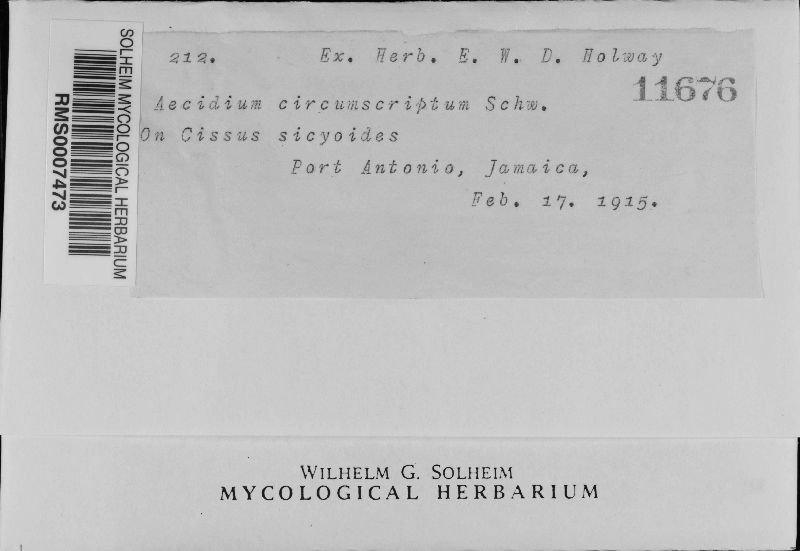 Endophyllum circumscriptum image