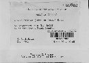 Albugo candida image