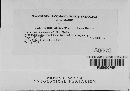 Albugo candida image