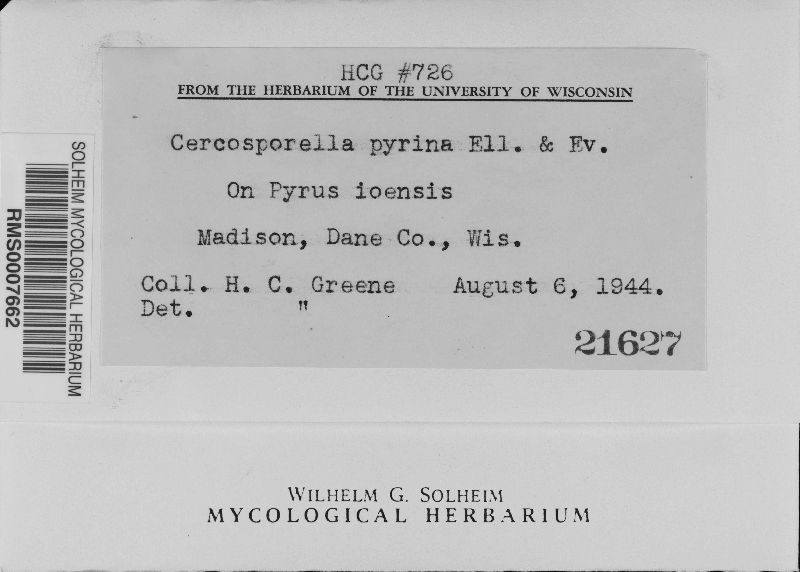 Cercosporella pyrina image