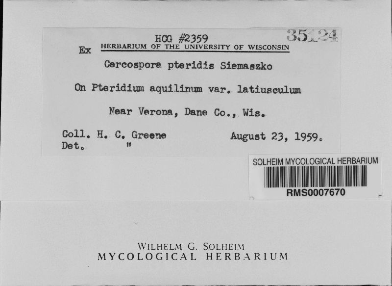 Cercospora pteridis image