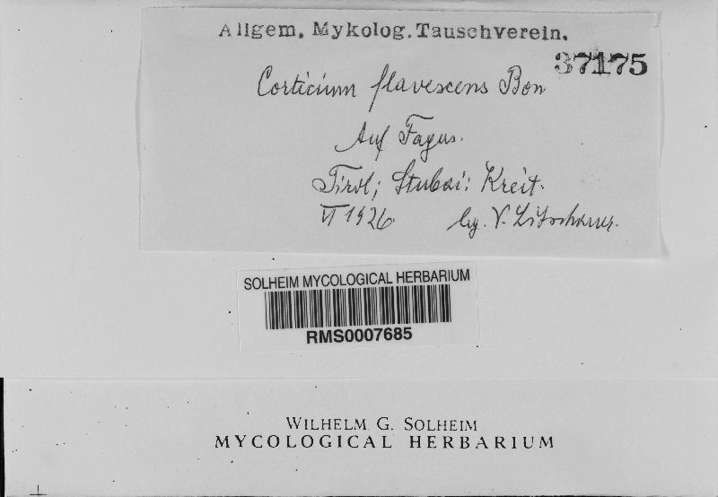 Botryobasidium flavescens image