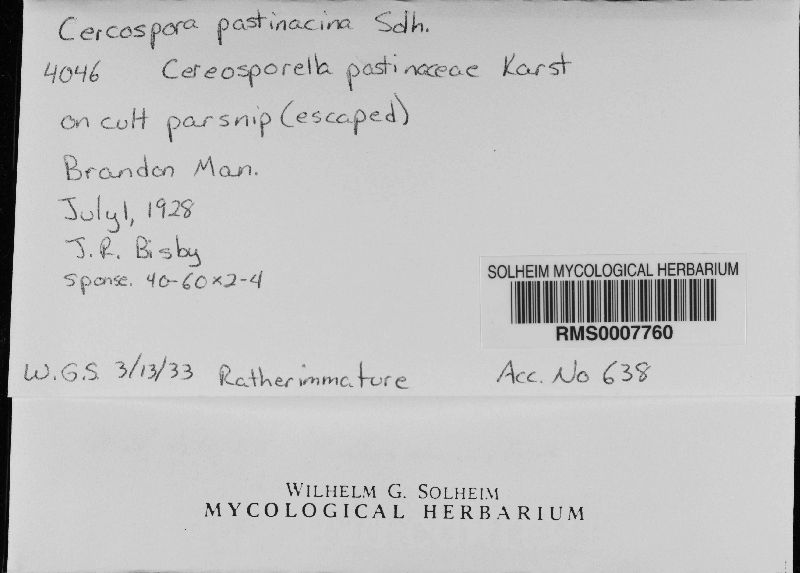 Pseudocercosporella pastinacae image
