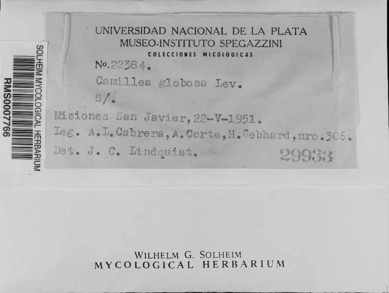 Camillea globosa image