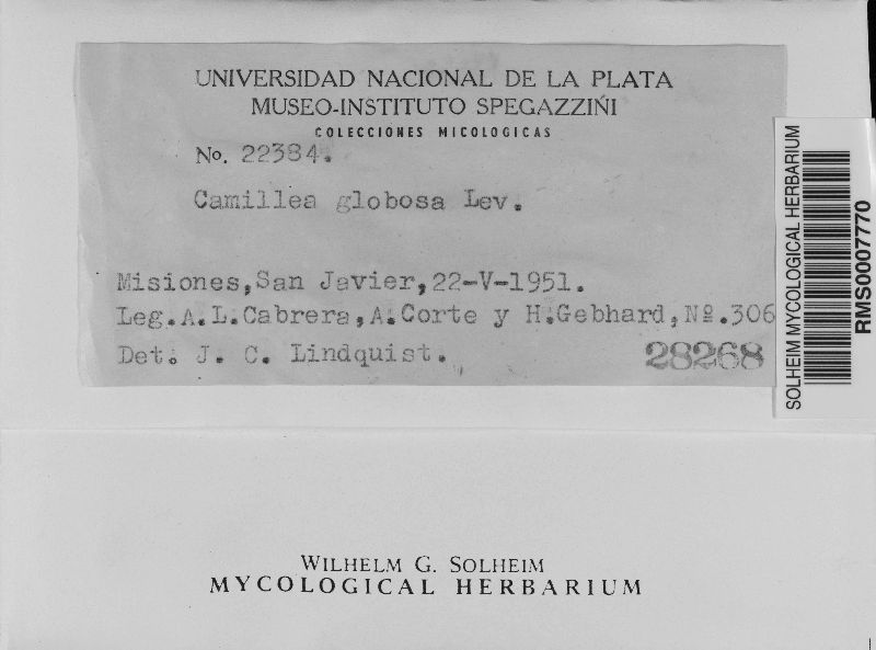 Camillea globosa image