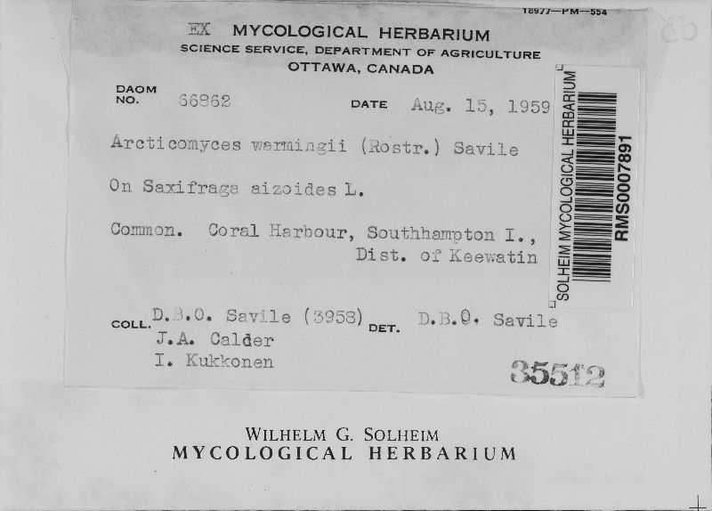 Arcticomyces warmingii image