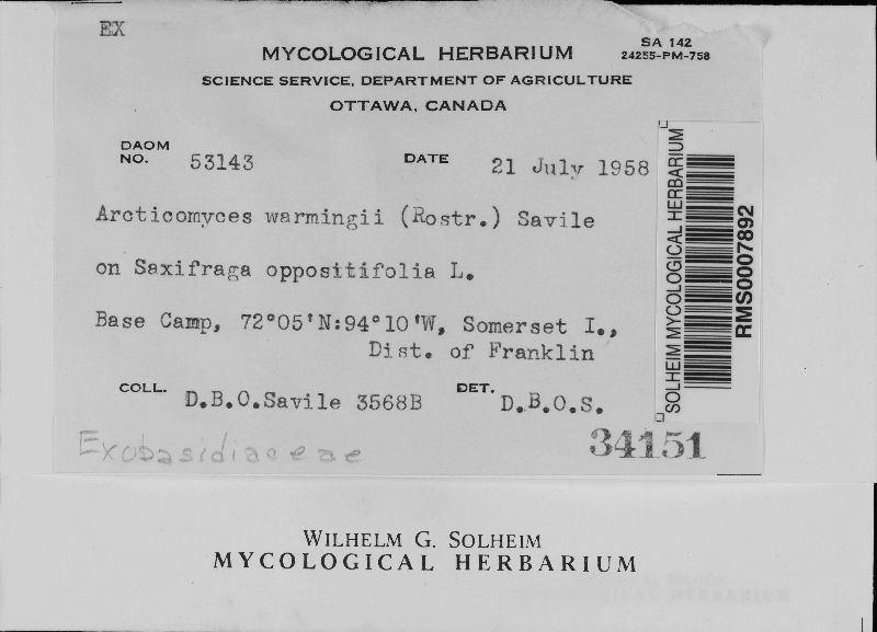 Arcticomyces warmingii image