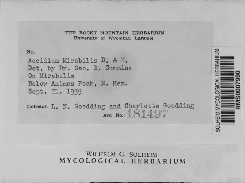 Aecidium mirabilis image