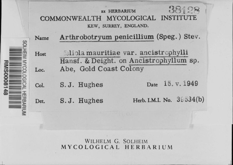 Arthrobotryum penicillium image