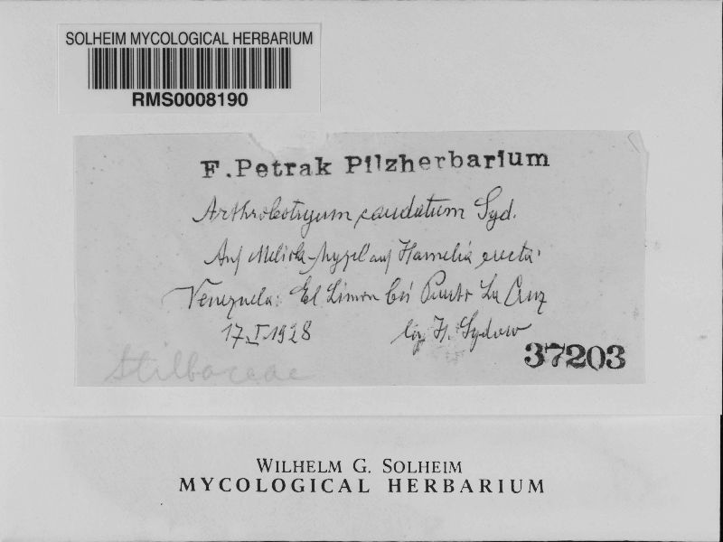 Arthrobotryum caudatum image