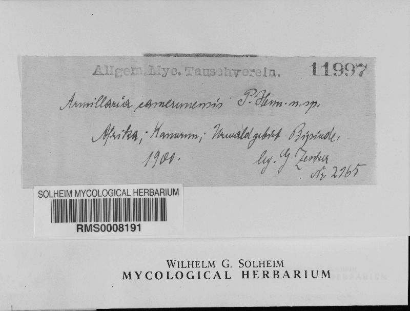 Armillaria camerunensis image