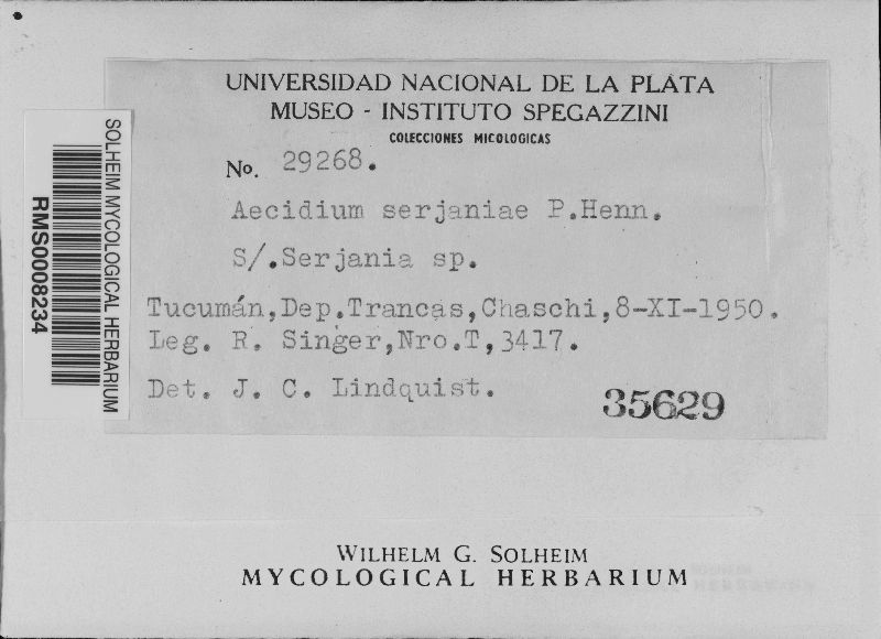 Aecidium serjaniae image