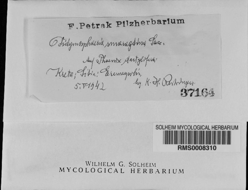 Didymosphaeria smaragdina image