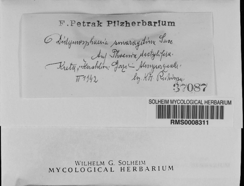 Didymosphaeriaceae image