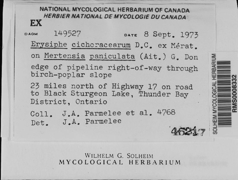 Erysiphe cichoracearum f. asteris image