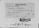 Aecidium orobi image