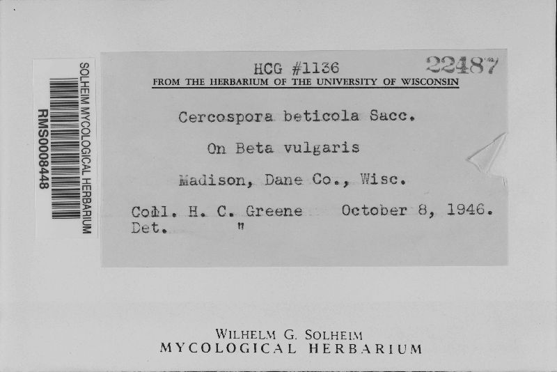 Cercospora beticola image