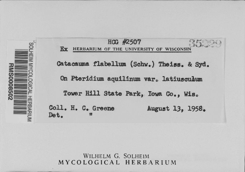 Phyllachora flabella image