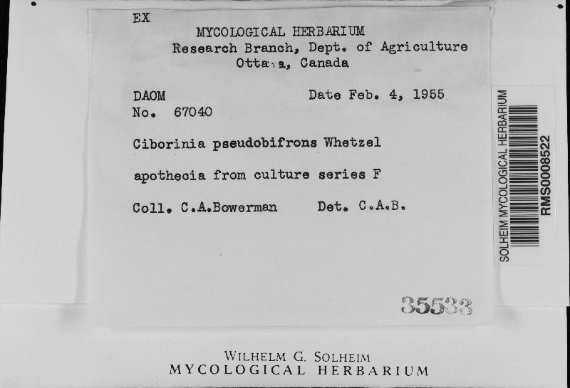 Ciborinia pseudobifrons image