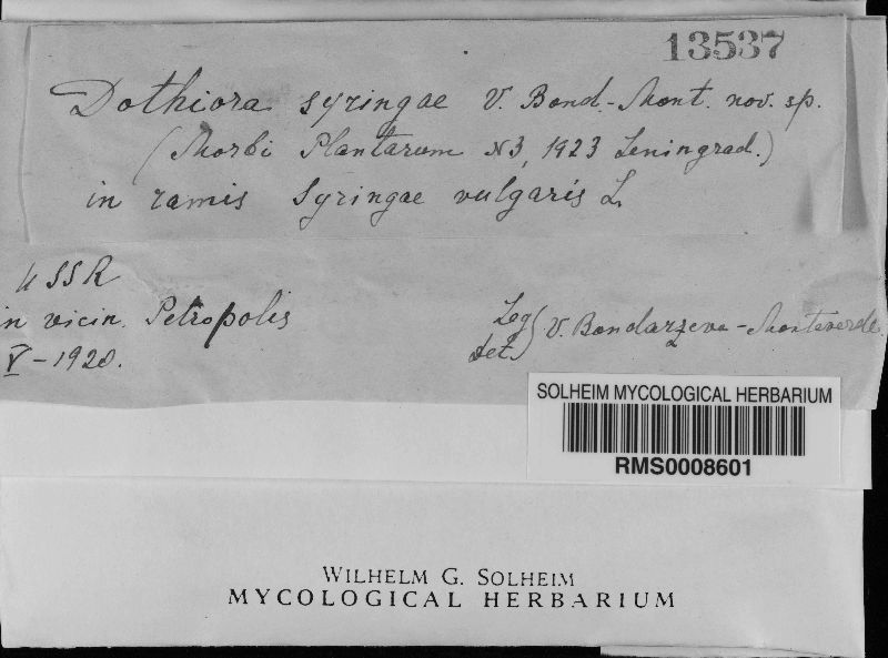 Dothiora syringae image