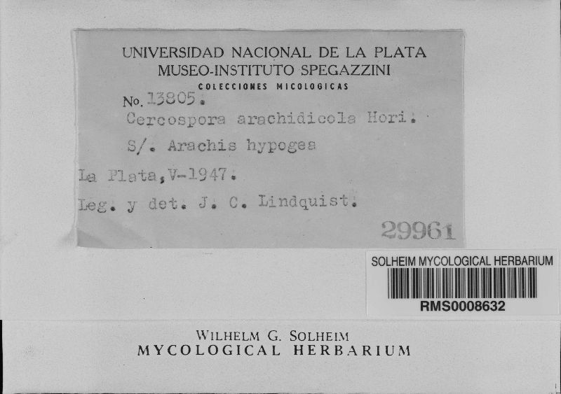 Cercospora arachidicola image