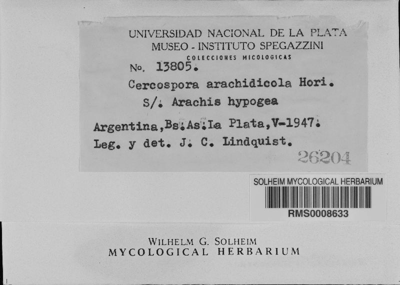Cercospora arachidicola image