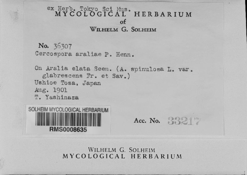 Pseudocercospora araliae image