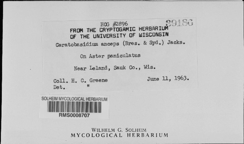 Ceratobasidium image