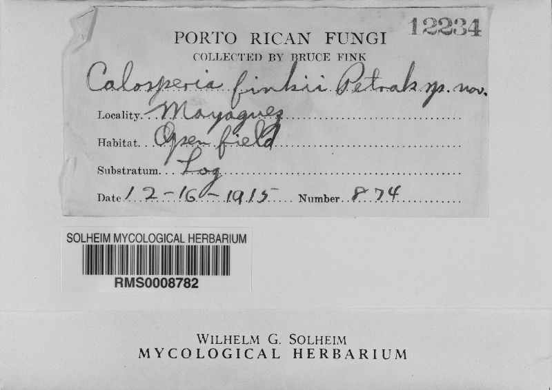 Calosphaeria finkii image