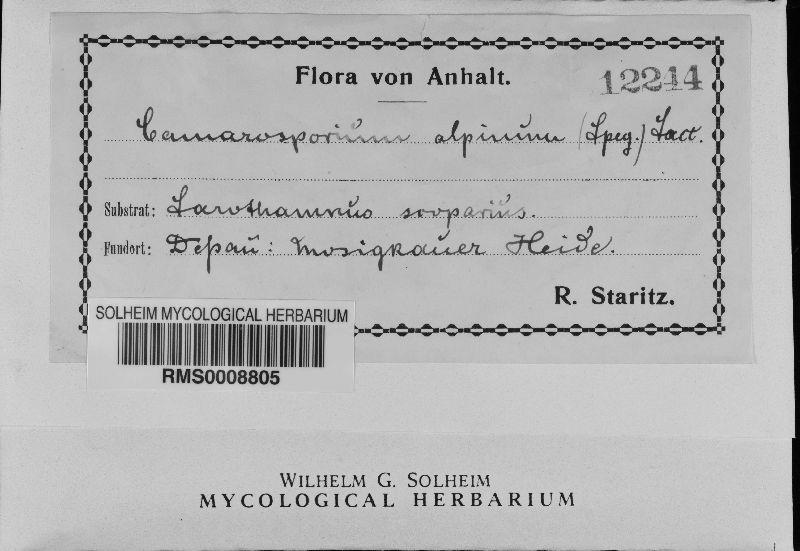Camarosporium alpinum image