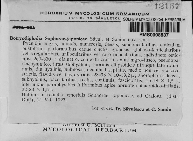 Botryodiplodia sophorae-japonicae image