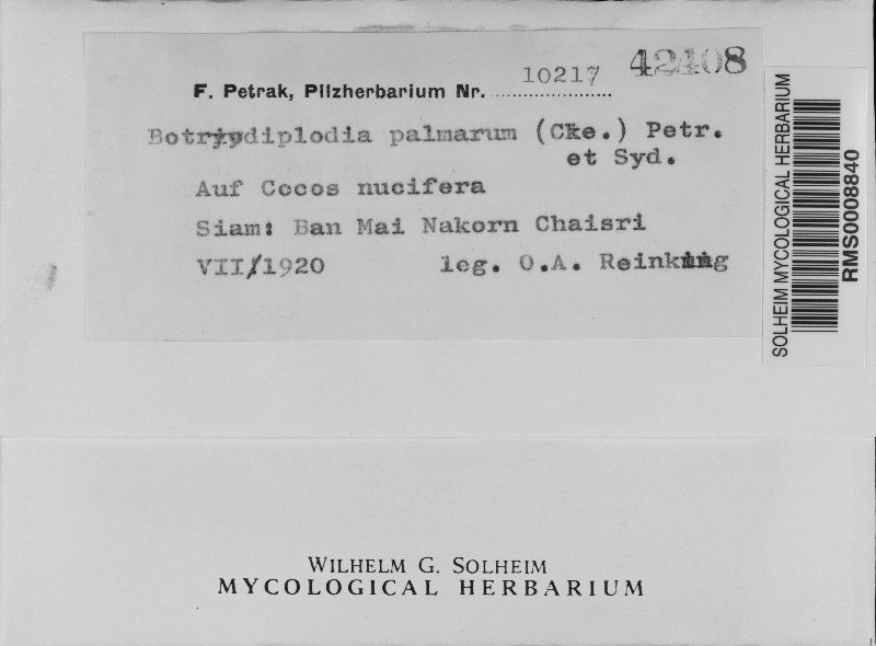 Botryodiplodia palmarum image