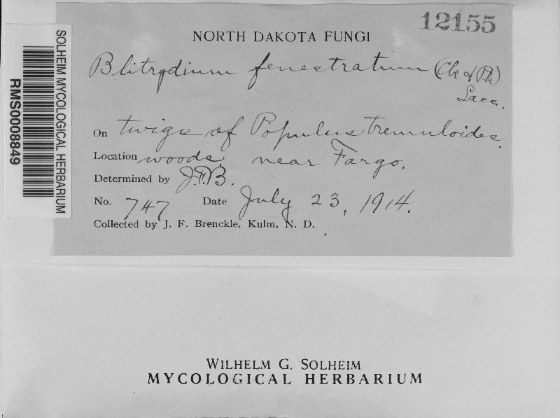 Blitridium fenestratum image