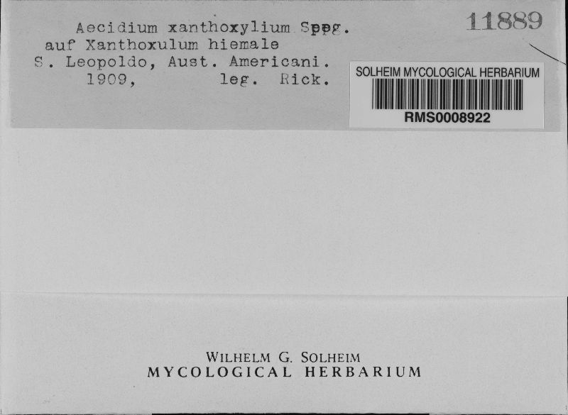 Aecidium xanthoxylinum image