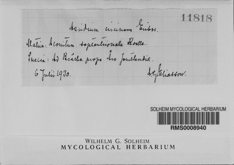 Aecidium circinatum image