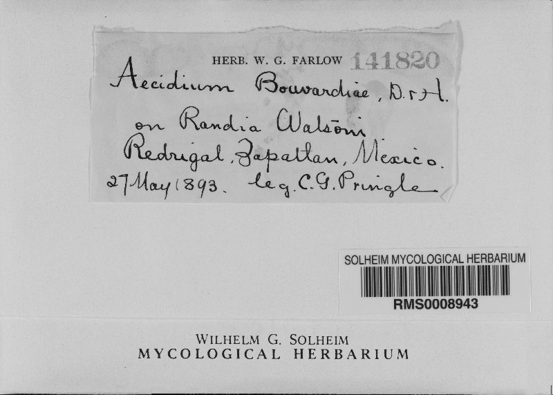 Aecidium bouvardiae image