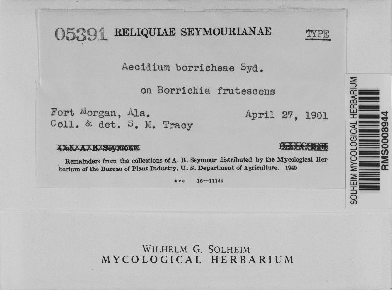 Aecidium borrichiae image