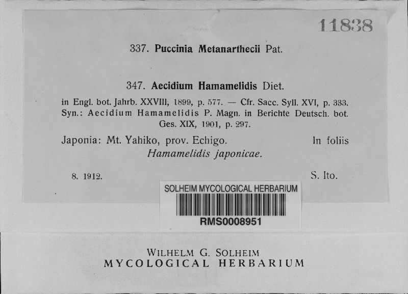 Aecidium hamamelidis image
