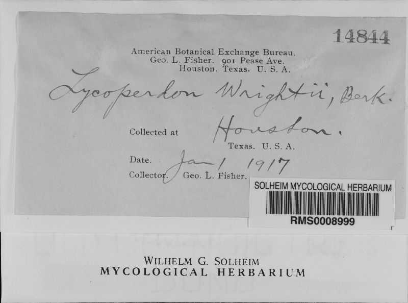 Lycoperdon wrightii image