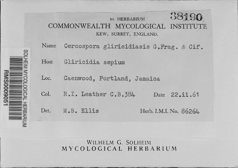 Passalora gliricidiasis image