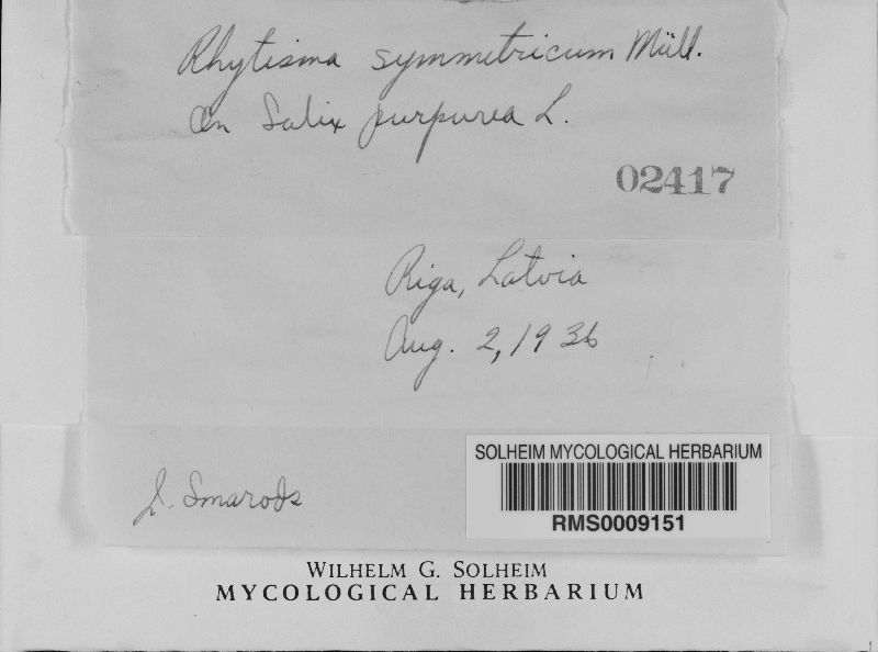 Rhytisma symmetricum image